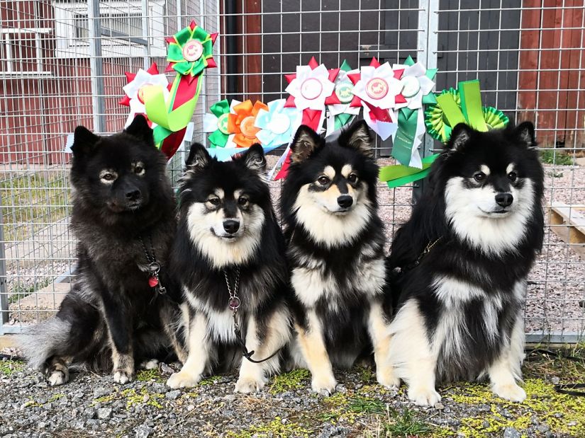 35544860_10156399923756465_5880965673210871808_o