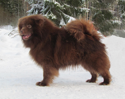 14012018-Lecibsin-Suklaatis