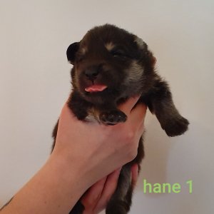 hane1