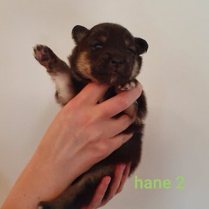 hane2