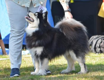 69367804_2338731856366116_8558956839729889280_o